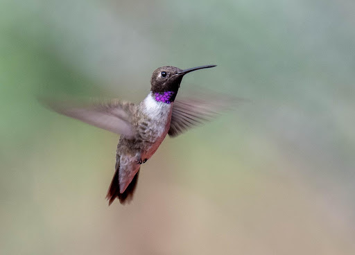 A photo of a hummingbird midair with a white body, black head, and black tail. 