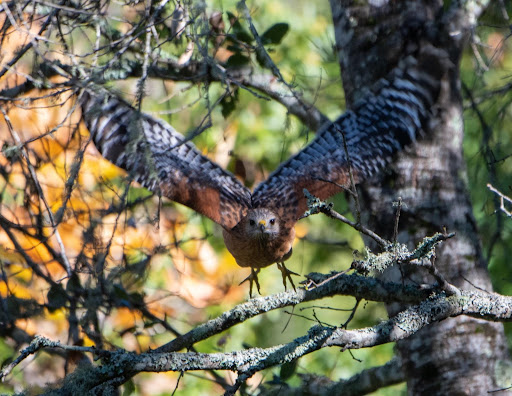 Photo of a Red-Shouldered Hawk flying off of a branch in a tree with its wings outstretched.