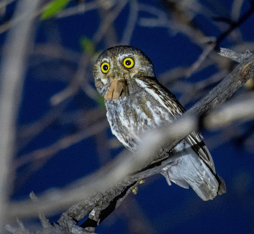 Picture of an owl with a moth or bird in it's mouth. 