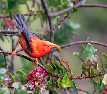 Photo of ʻIʻiwi, a vibrant orange bird with black wings, sitting in a tree with pink flowers.