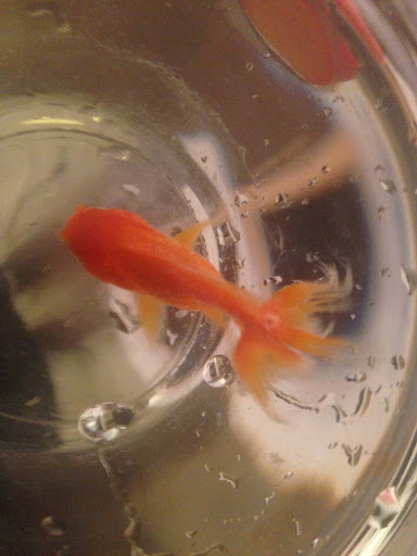 A photo of a small goldfish in a plastic tub.